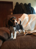 Photo №1. beagle - à vendre en ville de Bucharest | 0€ | Annonce №11593