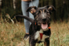 Photo №2 de l'annonce № 80906 de la vente chien bâtard - acheter à Fédération de Russie de l'abri