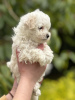 Photos supplémentaires: Chiot Maltipoo