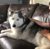 Photo №4. Je vais vendre husky de sibérie en ville de Дрезден. annonce privée, éleveur - prix - 350€