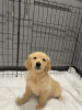 Photo №3. Magnifique golden retriever en adoption gratuite. Allemagne