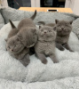 Photo №1. british shorthair - à vendre en ville de Jacksonville | négocié | Annonce № 122100