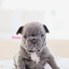 Photo №1. bouledogue - à vendre en ville de Hartford | 473€ | Annonce №109909