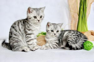 Photo №3. Nous avons de beaux chatons British Shorthair dans la couleur. Allemagne