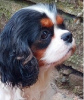 Photo №1. cavalier king charles spaniel - à vendre en ville de Kruševac | négocié | Annonce №96089