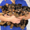 Photo №1. yorkshire terrier - à vendre en ville de Гамбург | négocié | Annonce №48907