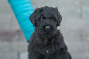 Photo №3. Chiots du Terrier noir russe. Biélorussie