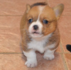 Photo №1. welsh corgi - à vendre en ville de Frankpolis | 379€ | Annonce №44886