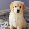 Photo №1. golden retriever - à vendre en ville de Хардервейк | 385€ | Annonce №107184