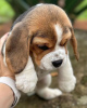 Photo №4. Je vais vendre beagle en ville de Bonn. annonce privée - prix - 360€