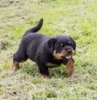 Photo №1. rottweiler - à vendre en ville de Lisbon | 237€ | Annonce №117807