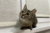 Photos supplémentaires: Un doux chat tigré, le chaton Shprotya, est à la recherche d'un foyer et d'une