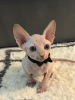 Photo №1. sphynx - à vendre en ville de Ливерпуль | 250€ | Annonce № 123517