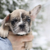 Photo №1. bouledogue - à vendre en ville de Амстердам | 962€ | Annonce №32306