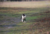 Photo №3. American Staffordshire Terrier. Serbie