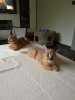 Photo №3. chatons caracal et caracat disponibles. USA