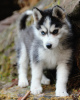 Photo №1. husky de sibérie - à vendre en ville de Валлетта | 450€ | Annonce №80956