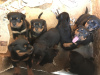 Photo №1. rottweiler - à vendre en ville de Wakeley | 549€ | Annonce №104675