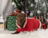 Photo №2 de l'annonce № 33371 de la vente american pit bull terrier - acheter à Fédération de Russie éleveur