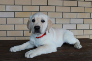 Photos supplémentaires: Chiot labrador retriever disponible à la vente