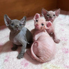 Photo №1. sphynx - à vendre en ville de Амстердам | 250€ | Annonce № 121805