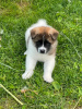 Photo №1. akita (chien) - à vendre en ville de Auckland | négocié | Annonce №42823