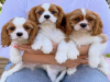 Photo №1. cavalier king charles spaniel - à vendre en ville de Дублин | 400€ | Annonce №58343