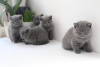 Photo №1. british shorthair - à vendre en ville de Wiesbaden | 450€ | Annonce № 124002