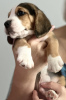 Photo №2 de l'annonce № 111702 de la vente beagle - acheter à Emirats Arabes Unis éleveur