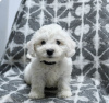 Photo №1. bichon à poil frisé - à vendre en ville de Никосия | 600€ | Annonce №103922