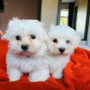 Photo №1. bichon maltais - à vendre en ville de Штутгарт | 500€ | Annonce №12272