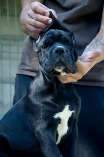 Photo №2 de l'annonce № 3323 de la vente cane corso - acheter à Fédération de Russie éleveur