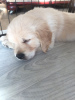 Photo №4. Je vais vendre golden retriever en ville de Моздок. annonce privée, éleveur - prix - 450€