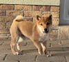 Photo №1. shiba - à vendre en ville de Pleven | Gratuit | Annonce №83764