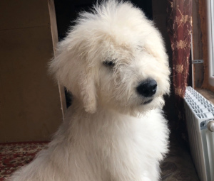 Photos supplémentaires: Komondor