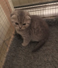 Photo №2 de l'annonce № 82108 de la vente scottish fold - acheter à Allemagne annonce privée