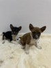 Photo №3. Chiots Basenji pas cher. Serbie