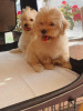 Photo №3. Chiots Maltipoo. Serbie