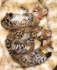 Photos supplémentaires: chatons ocelot , serval et caracal disponibles