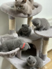 Photo №1. british shorthair - à vendre en ville de Гамбург | 400€ | Annonce № 119437