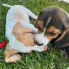 Photo №1. beagle - à vendre en ville de Berne | négocié | Annonce №123419