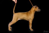 Photo №4. Je vais vendre chien thaïlandais à crête dorsale en ville de Penza. de la fourrière - prix - 382€