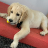 Photo №1. golden retriever - à vendre en ville de Mondorf-les-Bains | 521€ | Annonce №124851