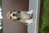 Photo №3. chiots beagle. Fédération de Russie