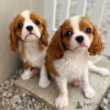 Photo №1. cavalier king charles spaniel - à vendre en ville de Lisbon | 237€ | Annonce №117804