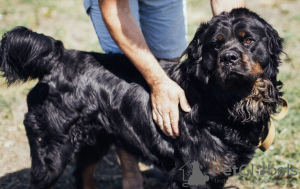 Photos supplémentaires: César gros chien