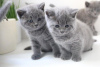 Photo №1. british shorthair - à vendre en ville de Wiesbaden | 200€ | Annonce № 92677