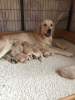 Photo №4. Je vais vendre golden retriever en ville de Tenby. annonce privée, éleveur - prix - 450€