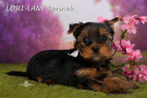 Photo №4. Je vais vendre yorkshire terrier en ville de Saint-Pétersbourg. de la fourrière - prix - 429€