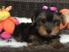 Photo №1. yorkshire terrier - à vendre en ville de Aarhus | Gratuit | Annonce №84830